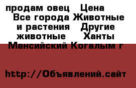  продам овец › Цена ­ 100 - Все города Животные и растения » Другие животные   . Ханты-Мансийский,Когалым г.